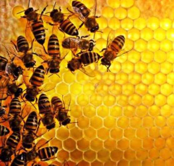 Fascinating Apis World - Bee Products and Services